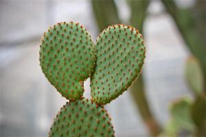 女人梦见带刺的植物